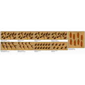 &Ouml;stliche Nomaden